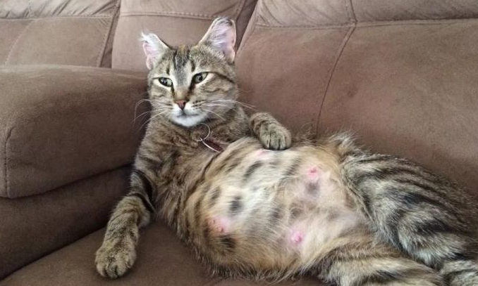 辨别母猫假孕的办法,你还不知道吗? 辨别母猫假孕的办法,你还不知道吗?