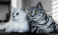 猫怎么分公母