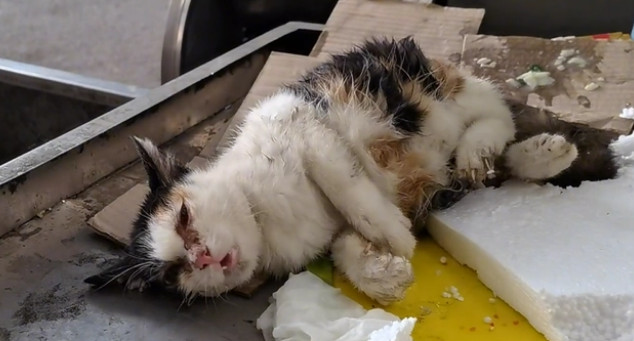 被老鼠粘粘住后的三花猫,获救后,性格大变 被老鼠粘粘住后的三花猫,获救后,性格大变