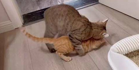 猫咪几个月发情