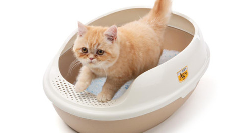 猫拉尿不拉屎的原因是什么
