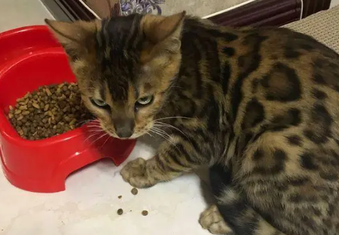 豹猫吃什么猫粮比较好