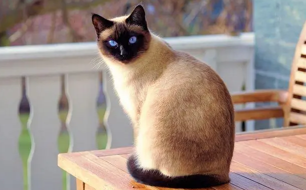 暹罗猫会不会认主人?想养的来看看吧 暹罗猫会不会认主人?想养的来看看吧