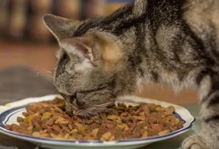 猫粮怎么泡软 猫粮怎么泡软