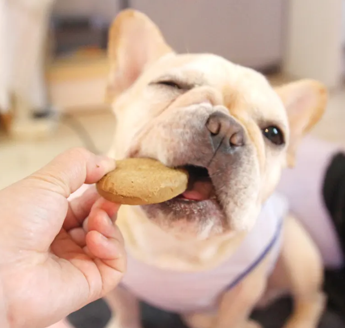 狗零食哪家好