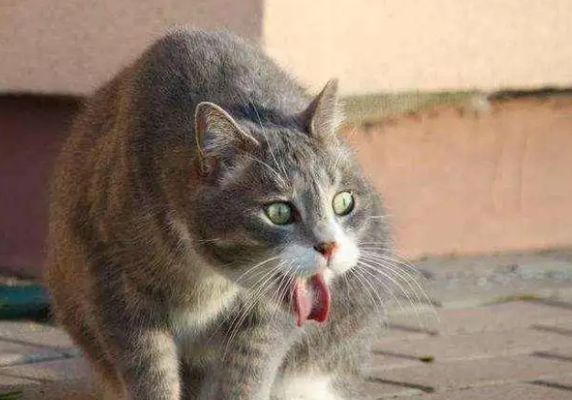 猫咪干呕吐不出来是怎么回事 猫咪干呕吐不出来是怎么回事
