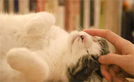 猫会来月经吗
