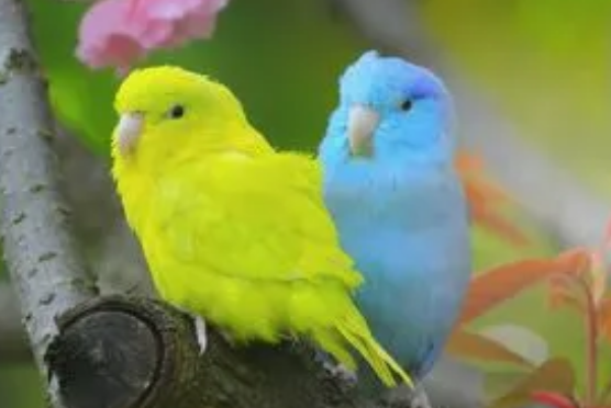 太平洋鹦鹉好养吗？饲主来看看吧