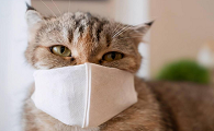 我得了新冠家里猫会感染吗