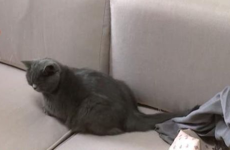 女子送蓝猫去宠物医院生产,4只小猫只存活1只 女子送蓝猫去宠物医院生产,4只小猫只存活1只