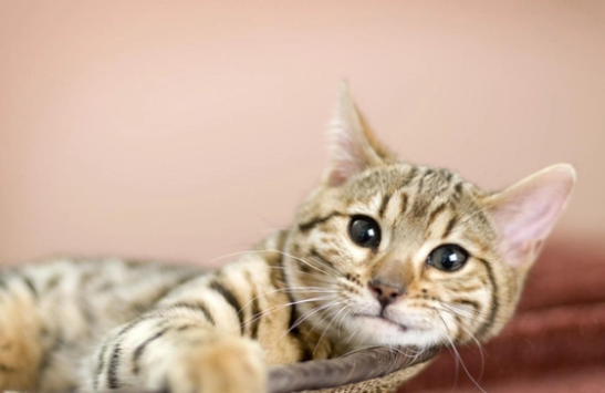 猫怕什么动物