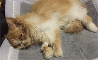 猫瘟有什么症状