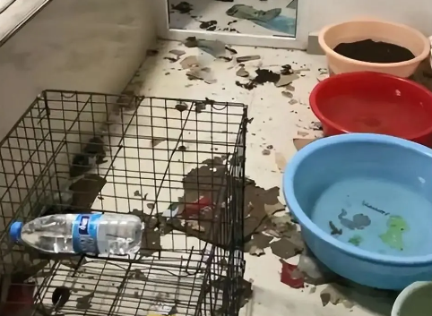 封控期间放2只狗单独在家，回来时血压升高