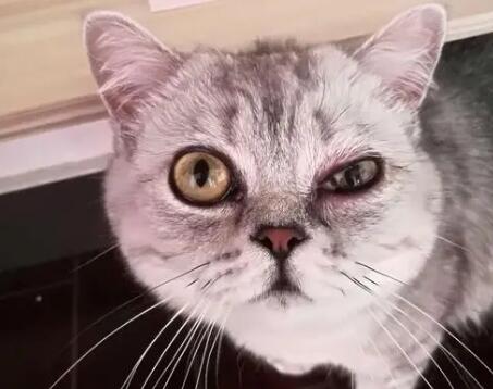 猫咪眼睛周围浮肿发红怎么回事