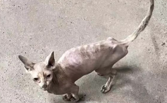 无毛猫竟也成为流浪猫，小伙养它，发现真香