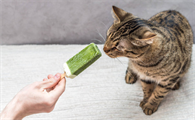 猫能吃冰淇淋吗