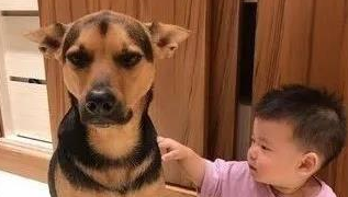 保姆汪照顾婴儿，累到眼神死，厌世脸盯饲主：我好累
