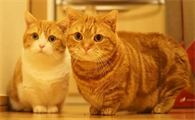 矮脚猫基因缺陷