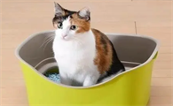 猫一天拉几次屎