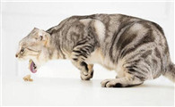 猫消化不好呕吐用什么药