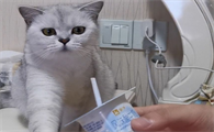 猫能喝酸奶吗