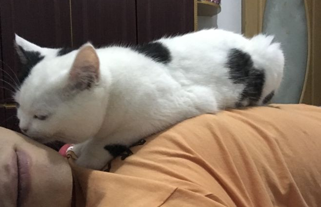 猫主动爬你身上说明了什么