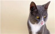 猫消化不好呕吐用什么药治疗