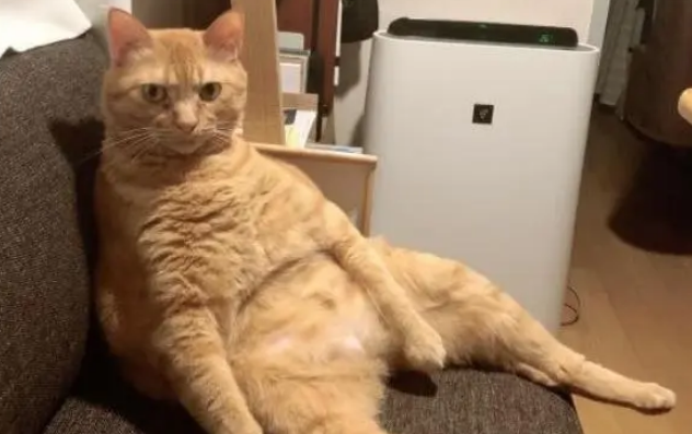 猫咪门口卖萌被无视，立刻冲到客厅碰瓷