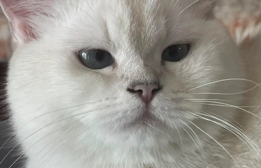 猫咪鼻子发白