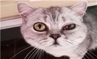 猫咪眼睛周围浮肿发红怎么回事