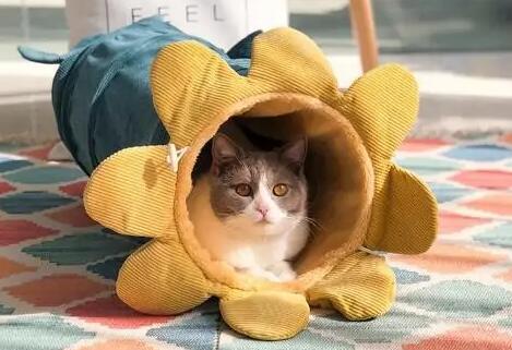 怎么让猫进新猫窝