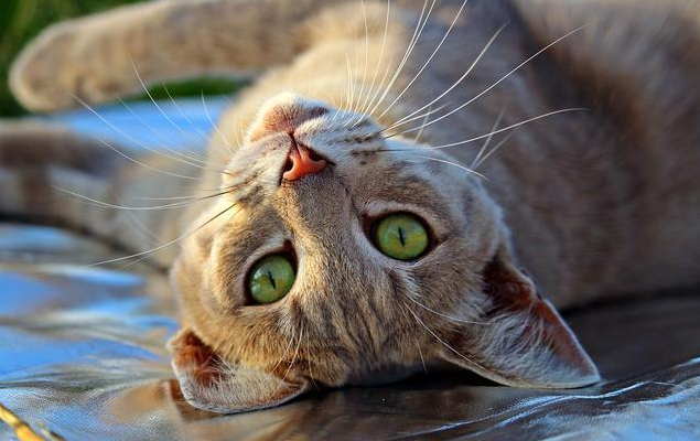 猫咪应激反应怎么安抚,盖夫静心宝有效缓解 猫咪应激反应怎么安抚,盖夫静心宝有效缓解