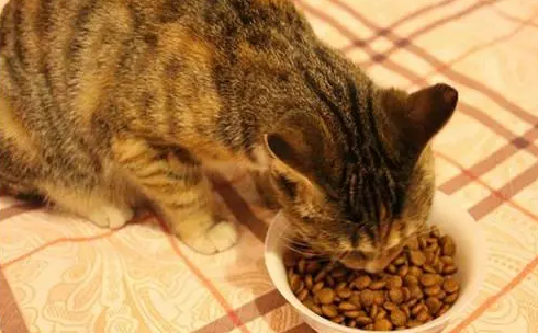 猫不能吃什么