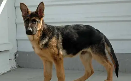 德牧幼犬喂养