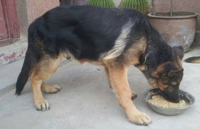 德牧犬吃什么牌子的狗粮好