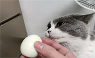猫能吃蛋白吗