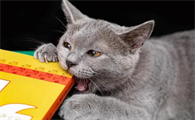 猫能听懂人话吗
