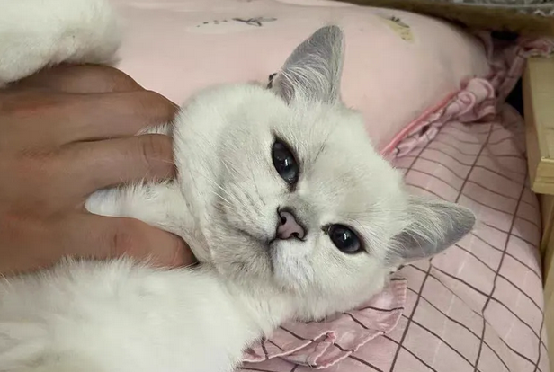猫粮什么品牌好