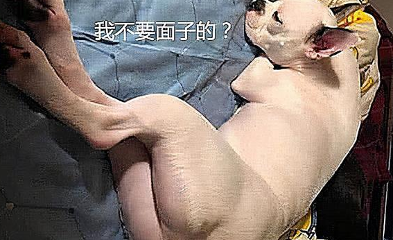 主人不听非要给狗子剃毛，心疼狗狗一秒