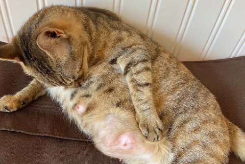 猫怀孕多久生产