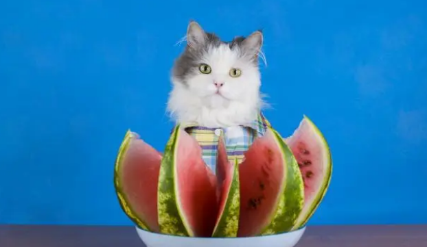 小猫喜欢吃什么水果