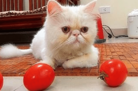 猫可以吃番茄吗 猫可以吃番茄吗