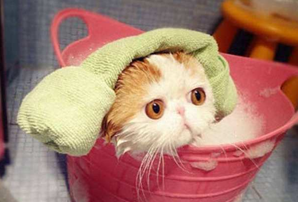 小猫能洗澡吗