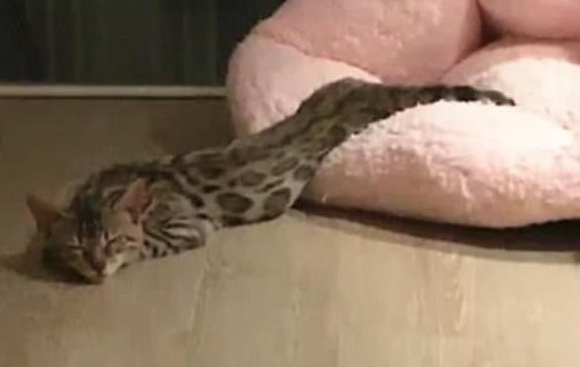 半夜起床，发现猫被蟒蛇吞了，只剩一个头