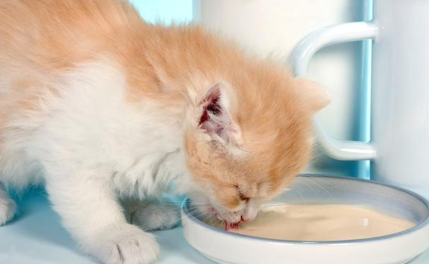 小猫多久断奶 小猫多久断奶