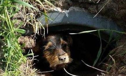 狗狗躲在洞里不出来，被救后它摇尾巴感谢