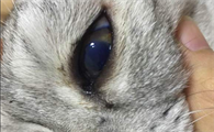 猫咪眼球最外层破了能不能恢复