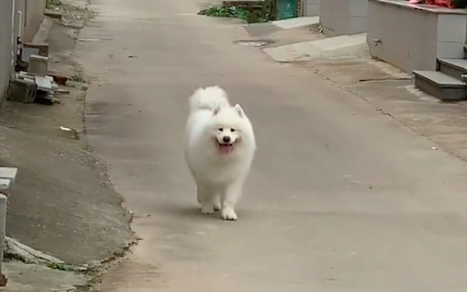 狗狗回老家后，经常跑去邻居家蹭吃蹭喝