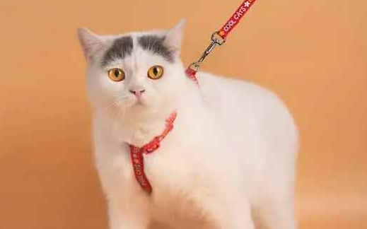 宠物店猫咪牵引绳多少钱