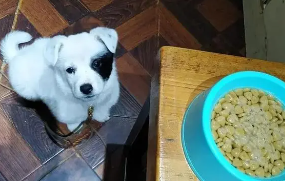 狗粮怎么泡